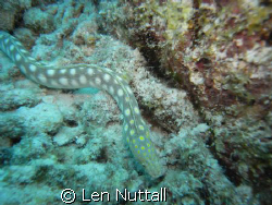 Sharptail Eel..  Didnt want his picture taken...took seve... by Len Nuttall 